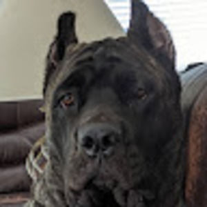 Meet your Posher, Bobby